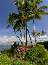 Palm Trees And Flowering Plants Along The Beachfront Walkway In The Wailea Resort Area With Mountains And Ocean Views Of The Pacific; Wailea, Maui, Hawaii, United States Of America