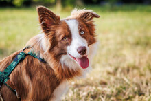 Border Collie Dog With Heterochromia Different Colored Eyes. Cute Dog Looking At Camera