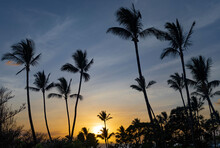 Silhouette Of Palm Trees (Arecaceae) Against Golden Sunlight And A Blue Sky At Twilight In The Wailea Resort Area; Wailea, Maui, Hawaii, United States Of America