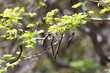 © Designpics - Sunlit, green leaves with long, brown seed pods hanging on a tree branch in Kihei; Maui, Hawaii, United States of America