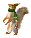 A funny anthropomorphic squirrel with a winter scarf hand drawn in watercolor. Watercolor Christmas illustration. Isolated image