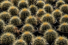 Display Of Numerous Cactus Plants In Pots For Sale, Grown For Sale By A Woman-run Cooperative; Matehuala, Mexico