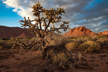 Hiking Trail In Snow Canyon Behind Red Mountain Spa, Red Cliffs Desert Reserve, St George, Utah, USA