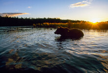 A Silhouette Of A Grizzly Bear Standing In Water.