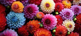 Dahlia Mix flowers with rain drops. Banner.