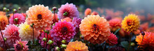 Many Dahlia Flowers With Rain Drops, In Rustic Garden In Sunset Sunlight Background. Banner. Panoramic.