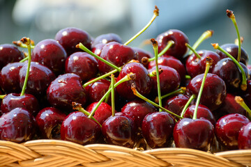 New harvest of fresh ripe dark red cherry berry in Provence, France close up