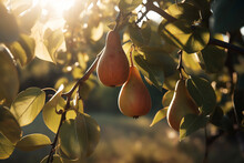 Pear Fruits Growing In The Garden, Sunset Light. Generative AI