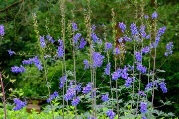 many tiny little blue flowers, Meadow flowers in bloom.