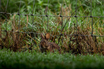 Wild bunny scavenging for food