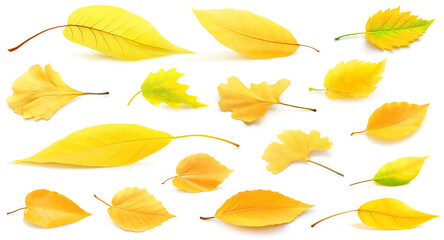 Wall Mural - yellow autumn trees and shrubs leaves isolated on white. collection of realistic illustrations.