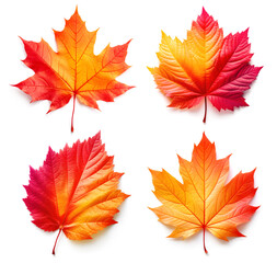 Wall Mural - Four colourful autumn leaves isolated on white background