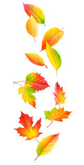 Wall Mural - multicolored autumn leaves falling cut out