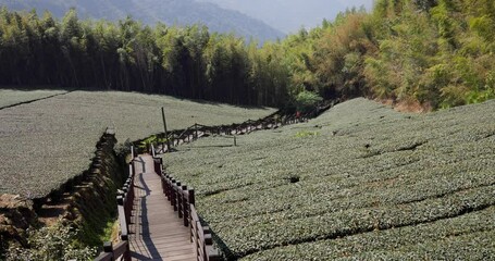 Canvas Print - Tea field in Shizhuo Trails at Alishan of Taiwan