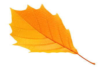 Wall Mural - autumn tree leaf of yellow and orange colors cut out