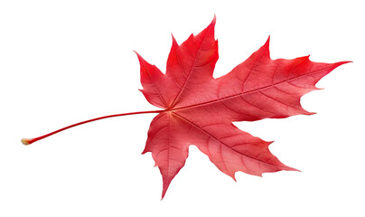 Wall Mural - autumn dark red maple tree leaf cut out