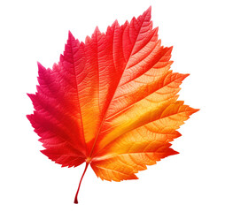 Wall Mural - colorful autumn leaf cut out