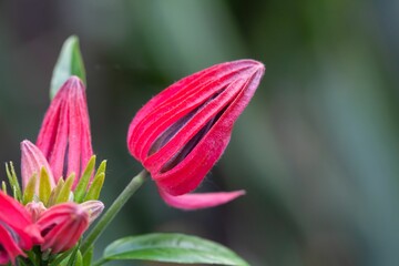 Wall Mural - Buds of Brazilian candles, Pavonia multiflora