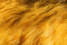 Yellow Cat Fur With Dark Spots Textured For Backgrounds. Shaggy Fur Texture Cloth Abstract, Furry Rusty Texture Plain Surface, Rough Pelt Background In Horizontal Orientation.