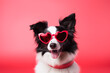 St. Valentine's Day concept. Funny portrait cute puppy dog border collie with a heart shaped sunglases. High quality photo