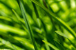 Blätter Schmucklilie