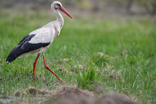 White Stork Preening In A Strange Way Among The Grass Of The Field
