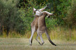 Macropus giganteus - Two Eastern Grey Kangaroos fighting with each other in Tasmania in Australia. Animal cruel duel in the green australian forest. Kickboxing ang boxing two fighters