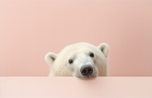 Head Of White Polar Bear Looking Over Pink Banner. Arctic Animal. Solid Soft Pastel Background, Creative Web Banner. Funny Birthday Party Greeting Card, Invitation. Zoo Concept. Blurred Fur, Hair. 