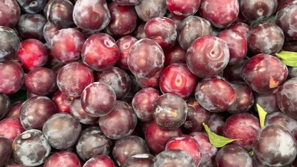 Wall Mural - Ripe purple large plums. A harvest of ripe big mouth-watering juicy plums in a box. Ripe fruits are red-blue sweet plum color. Plum fruits with green leaves. Background of ripe plums