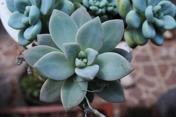 Flor suculenta Aeonium con fondo desenfocado. 