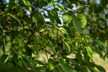 Canvas Print - Green fruits of viburnum tušalaj and green leaves.