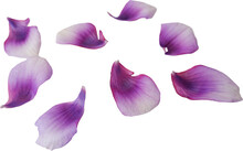 Purple Gradation Color Petals. Petals Of Purple Color Flower. Design Elements. Petals Png.