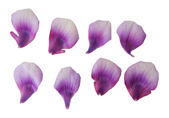 Purple gradation color petals. Petals of purple color flower. Design elements. petals png.