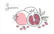 Pomegranate. Modern single line art drawing.