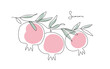 Branch with pomegranates and leaves. Shana Tova.. Continuous line design vector illustration