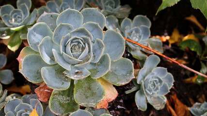 Echeveria lola con gotas de lluvia en el centro y fondo desenfocado. 