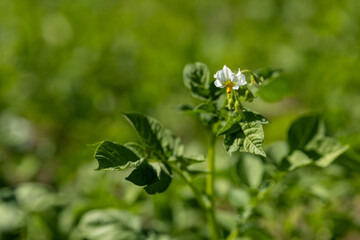 Sticker - White potato flower and green leaves.