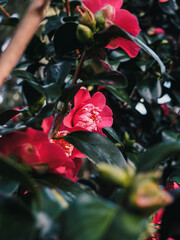 Wall Mural - Flowers in the garden