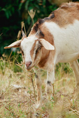 calf in a field