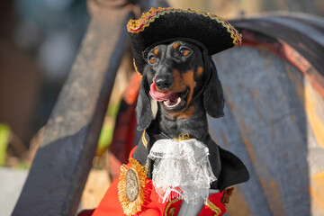 portrait of funny dog in pirate costume three-cornered hat at children party, animated quest, birthd