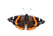 Red  Admiral butterfly isolated cutout on transparent