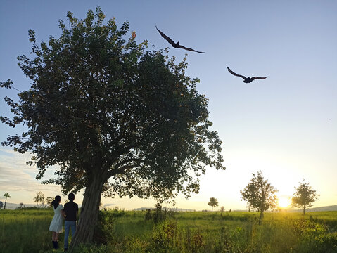 Wall Mural -  - Paradise with background view of couple under the big tree, black birds flying on sky and the warm light of the sun over the field. Human  and nature. Peaceful image. Spirituality concept.