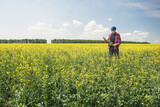 Fototapeta Kuchnia - A farmer checks the flowering rapeseed plants in blooming field. Man examining blooming. Place for text.