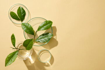 Sticker - Minimalist scene for advertising cosmetic product extracted from green tea. On the beige background, fresh green tea leaves decorated with petri dish, beaker and blank space to place mockup