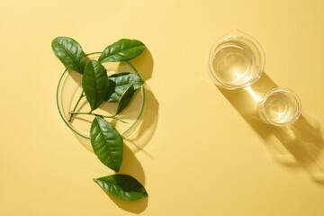 Sticker - Against the beige background, fresh green tea leaves decorated on petri dish with beakers containing transparent liquid. Top view, flat lay, blank space to place your product with green tea ingredient