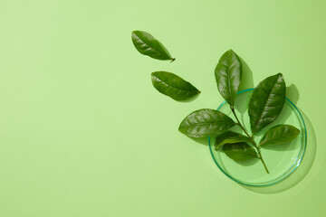 Wall Mural - Several fresh green tea leaves placed on a round glass petri dish. Light green background. Empty area in the left side for text or product advertising of Green tea (Camellia sinensis) extract