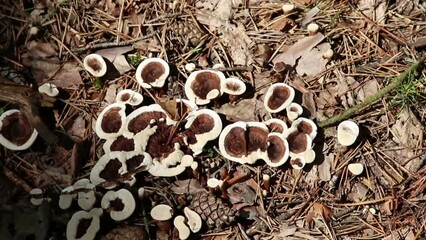 Sticker - Hydnellum peckii, wild mushroom in a forest, nature background
