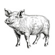 black and white pig isolated, hand drawn ink illustration, domestic farm animal, png drawing in the style of engraving, ink art created with generative AI, transparent background