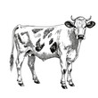 black and white cow, hand drawn ink illustration, domestic farm animal, drawing in the style of cross-hatching, ink art created with generative AI, transparent background