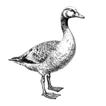 Duck Isolated On White Background. Domestic Poultry, Black And White Ink Illustration, Detailed Pen Drawing In The Style Of Engraving Created With Generative AI, Transparent Background